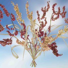 FCV-2022-042-022-BW-NF