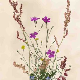 FCV-2024-032-002-v1-BW-NF