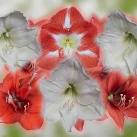 FCV-2024-033-020-BW-NF