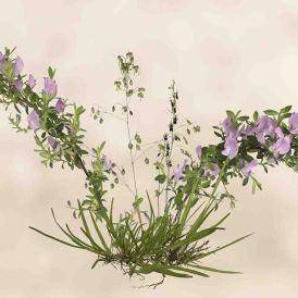 FCV-2025-042-002-v1-BW-NF