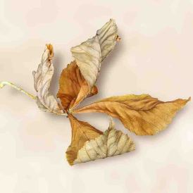 FCV-2016-052-001-BW-NF