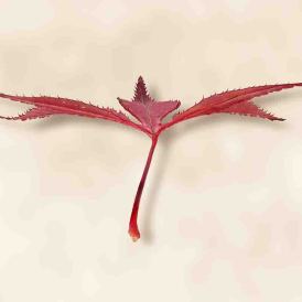 FCV-2016-052-003-BW-NF