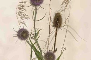 Natur - Herbst / Winter