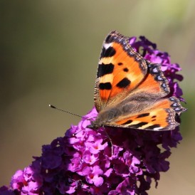 2026-08-12-Sonnenblumen-114