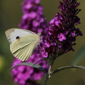 2026-08-16-Gartenimpressionen-107