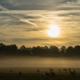 Stille